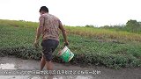 农村小伙翻开田边枯草，发现底下有许多大肥鱼，这些鱼真蠢