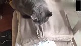 蓝猫把家里的沙发抓坏了，猫咪：要我说对不起想都不要想