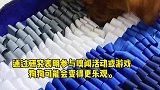 嗅闻垫或许很多养宠家庭都没正儿八经接触过，但接触过宠物训练的