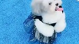 我也想要一个小可爱