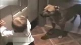 [搞笑]执着的狗狗与宝宝