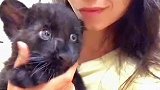 国外小姐姐养了一只黑猫，长大后竟然是猫王