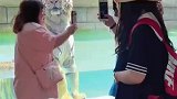 女子和老虎合影，老虎淡定一动不动，这是给镇住了？