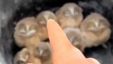 给这几个小猫头鹰换新家，他们还挺抗拒