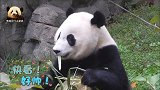 熊猫贝贝坐在草坡上津津有味地吃着玉米杆，乖巧模样惹人爱