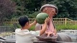 河马也是个讲究人，无论什么东西，见面都要分一半给我