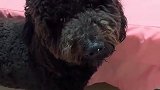猫：我可没偷吃，我就吃桌子上漏下的！