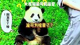 渝可一下被奶妈造蒙了，为啥呢