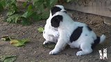 小阿拉拜犬打架太萌了，一边打还一边哼唧