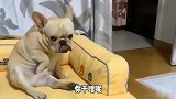 搞笑视频：承包你的笑点！哪一个让你笑出声