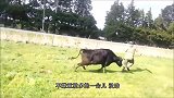 男子作死挑衅公牛，不料公牛发难，悲剧发生了！