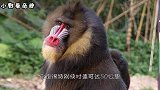 全球最凶猛的猴子，竟然敢和狮子战斗，专家取名“斯芬克斯”