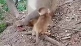 小猴子招惹猴王被暴揍
