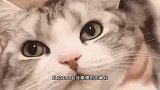 动森中柠檬娜的原型原来是虎斑猫
