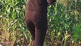 高跟鞋一身职业装看看我家玉米地