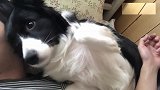 每天早上醒来后，牧羊犬都要靠着主人黏糊好长一段时间