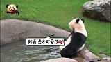 天气太热，熊猫樱浜坐进水池里凉快凉快，呆萌姿态像极了人
