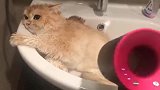 猫咪：我不想洗澡，我是被逼的