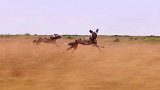 非洲野犬狂奔追杀角马，角马直接被累垮，反被野犬猎杀！