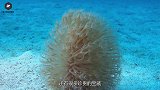 潜水员在海底发现“异形怪物”，近距离观察后，冒出汉