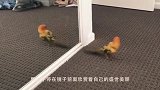 墙头飞来两只小鸟，鹦鹉看到后，举动笑翻众人