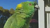 这只鹦鹉厉害了，会几种动物叫法