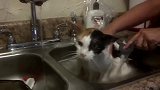 猫猫被主人抓住洗澡，一脸怨念的看着镜头，真是好玩！