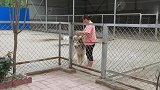 巨型雪橇犬被两只小土狗挑衅，显然不是一个重量级的对抗