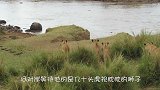 狮子带兄弟渡河，结果遇到鳄鱼埋伏，镜头记录精彩瞬间