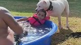 小主人玩水，狗子赶紧拉着小主人出水