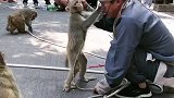 猴子爱模仿。