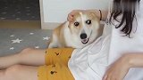 柯基知道女主人生病了,接下来的操作,差点被暖哭