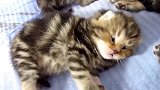 躺着睡觉的小猫猫，这奇葩的睡姿，笑得我都岔气了！