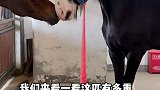 是飓风太胖了，还是夏尔马太瘦了马 萌宠