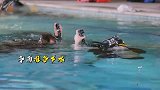 黄子韬周冬雨学习潜水，只有胆子够大的人才敢完成