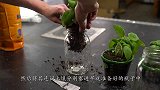 植物能在真空环境中生长出来吗？老外好奇亲测，结果太意外了！