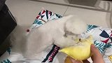 没有品味的狗，榴莲多香