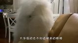 萨摩耶半夜不睡觉，也不让铲屎官睡，场面笑爆了