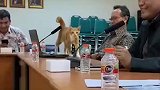 领导正在开会，橘猫直接桌子上行走
