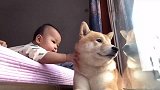 有了孩子以后，狗狗生活好难，不是这折磨就是在折磨的路上！