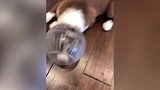 猫咪头上套着东西，趴着一动不动的，看样子是自闭了！