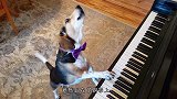 狗狗趁主人不在家，趴在钢琴上边弹钢琴边唱歌，这姿势是练过的啊