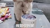 一只被惯坏了的毛孩子，以它的脾气，主人可不敢和它乱说话！