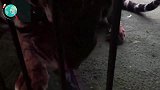 当推土机闯入老虎的领地，老虎大战推土机，镜头拍下它惨烈下场