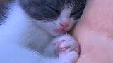 小猫：别打扰我，我在练习按摩技术呢！