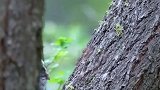猫头鹰宝宝练习爬树