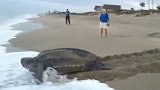大海龟步履矫健的回归大海，再大的浪也阻挡不了回家，就是速度太慢了！