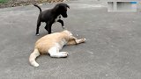 小黑狗去招惹猫咪尾巴，被猫咪抓头按地上教训