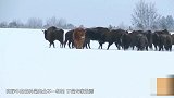 这头牛厉害了 离家出走逃离农场 加入野牛群不回家