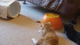 好漂亮的猫咪们啊，看这静静的趴卧着，真是太听话了吧！